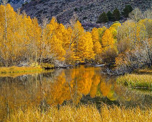 Photograph of Rush Creek, Yosemite NP in fall colors
